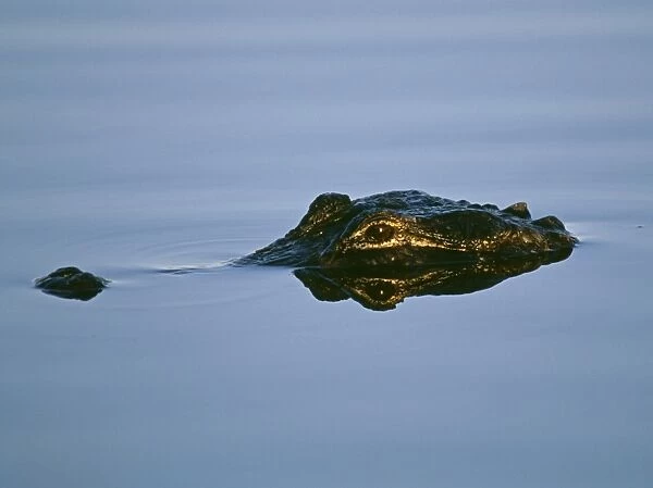 American Alligator, Florida Everglades, USA