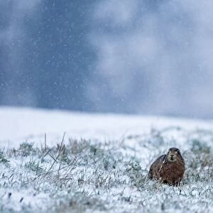 Brown Hare Lepus europaeus crouched on game cover strip on edge of winter wheat field
