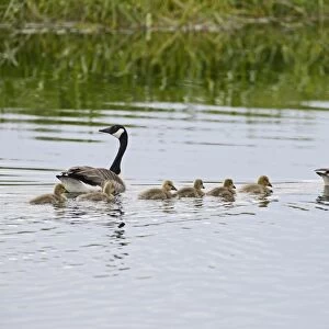 Canada Geese Branta canadensis with family of goslings Norfolk summer