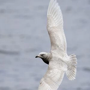 Iceland Gull Larus glaucoides 1st winter North Shields Fish Quay Tyne & Wear winter 05 / 06