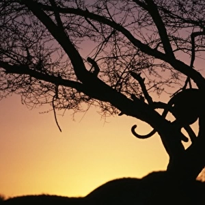 Leopard in tree at dusk, S. Africa