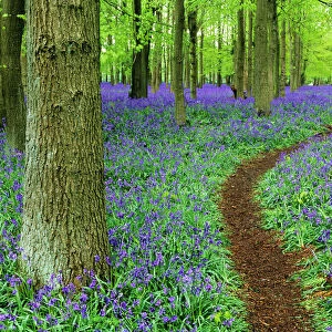 Path through Bluebell Wood in Chilterns, Bucks, UK, April