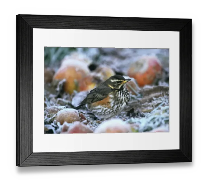 Framed Print : Redwing, Turdus iliacus, feeding on apples in garden on frosty morning, Kent, UK Framed Print : Redwing, Turdus iliacus, feeding on apples in garden on frosty morning, Kent, UK