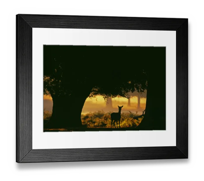 Framed Print : Fallow Deer, Dama dama, doe silhouetted along forest track at dawn, autumn, New Forest Framed Print : Fallow Deer, Dama dama, doe silhouetted along forest track at dawn, autumn, New Forest
