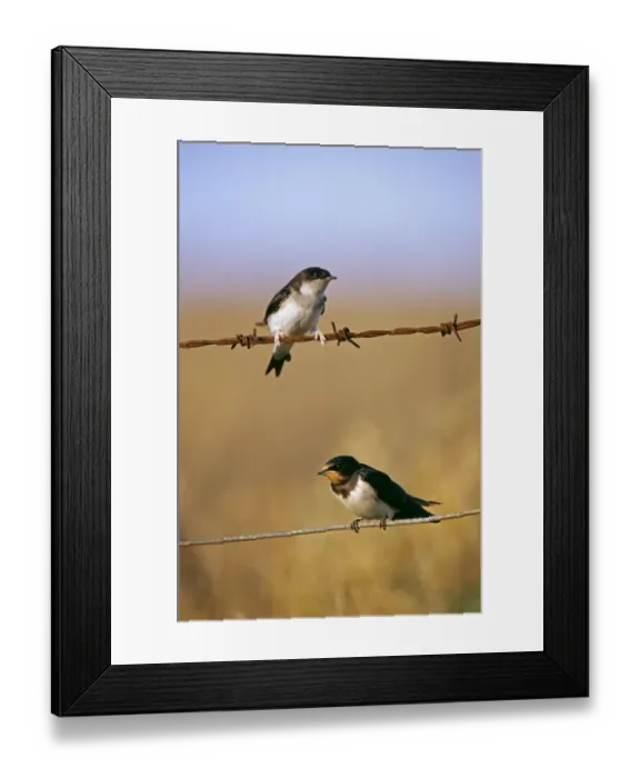 Framed Print : House Martin Delichon urbica (top) and Swallow, Hirundica rustica, migrants, Northumberland UK Framed Print : House Martin Delichon urbica (top) and Swallow, Hirundica rustica, migrants, Northumberland UK