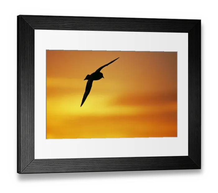 Framed Print : Cape Petrel, Daption capense, Weddell Sea, Antarctica, January Framed Print : Cape Petrel, Daption capense, Weddell Sea, Antarctica, January