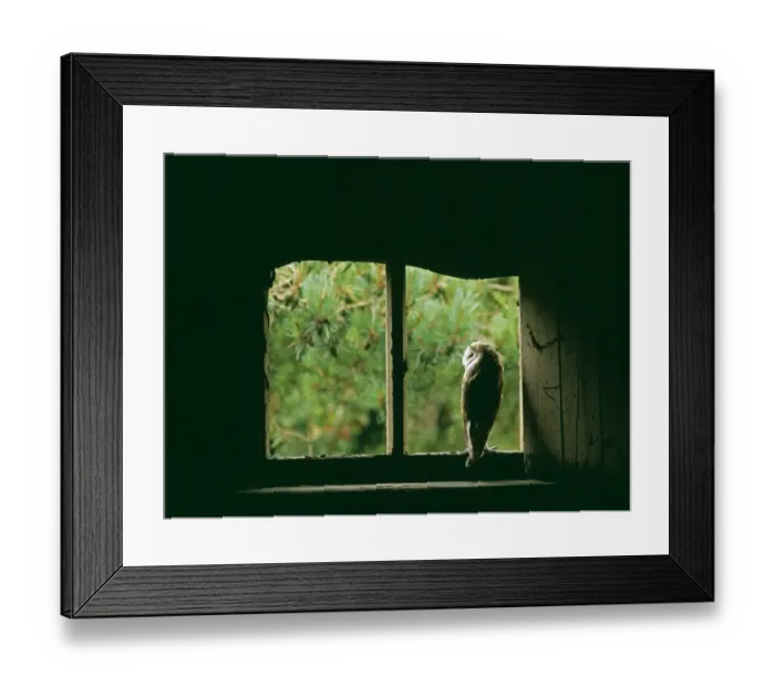 Framed Print : Barn Owl, Tyto alba, peering from nest site in derelict barn, UK, summer Framed Print : Barn Owl, Tyto alba, peering from nest site in derelict barn, UK, summer