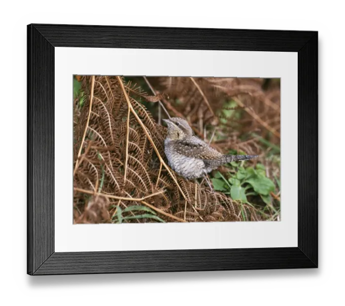 Framed Print : Wryneck, Jynx torquila, migrant, St Marys, Isles of Scilly, October Framed Print : Wryneck, Jynx torquila, migrant, St Marys, Isles of Scilly, October