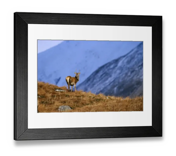 Framed Print : Red Deer, Cervus elaphus, stag, Scottish Highlands, winter Framed Print : Red Deer, Cervus elaphus, stag, Scottish Highlands, winter
