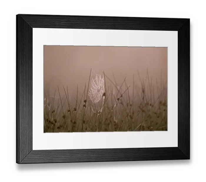 Framed Print : Spiders Web covered in dew on autumnal morning, Kent, UK, September Framed Print : Spiders Web covered in dew on autumnal morning, Kent, UK, September