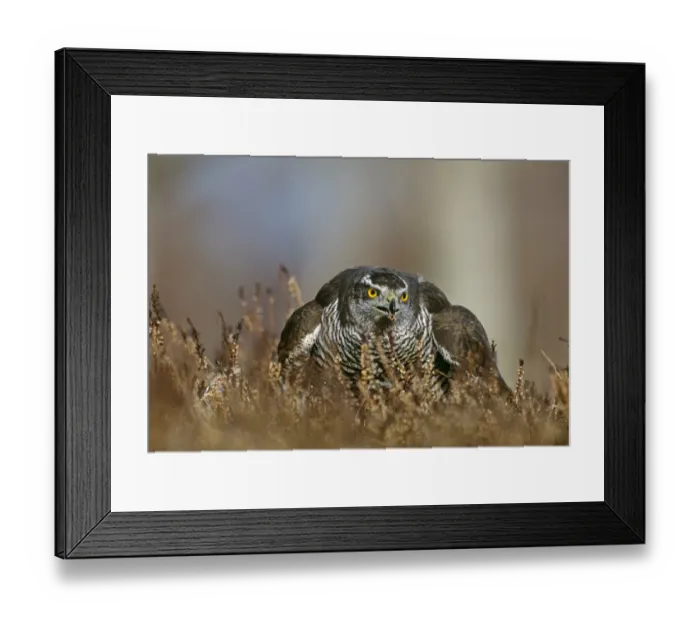 Framed Print : Goshawk, Accipiter gentilis, feeding on pigeon, Scotland, winter Framed Print : Goshawk, Accipiter gentilis, feeding on pigeon, Scotland, winter