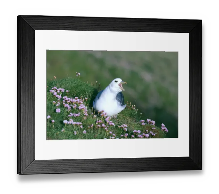 Framed Print : Fulmar, Fulmarus glacialis, calling on cliff top, Sumburgh Head, Shetland, June Framed Print : Fulmar, Fulmarus glacialis, calling on cliff top, Sumburgh Head, Shetland, June