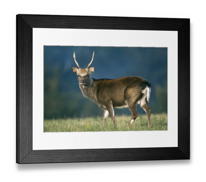 Framed Print : Sika stag, Cervus nippon, UK, autumn Framed Print : Sika stag, Cervus nippon, UK, autumn