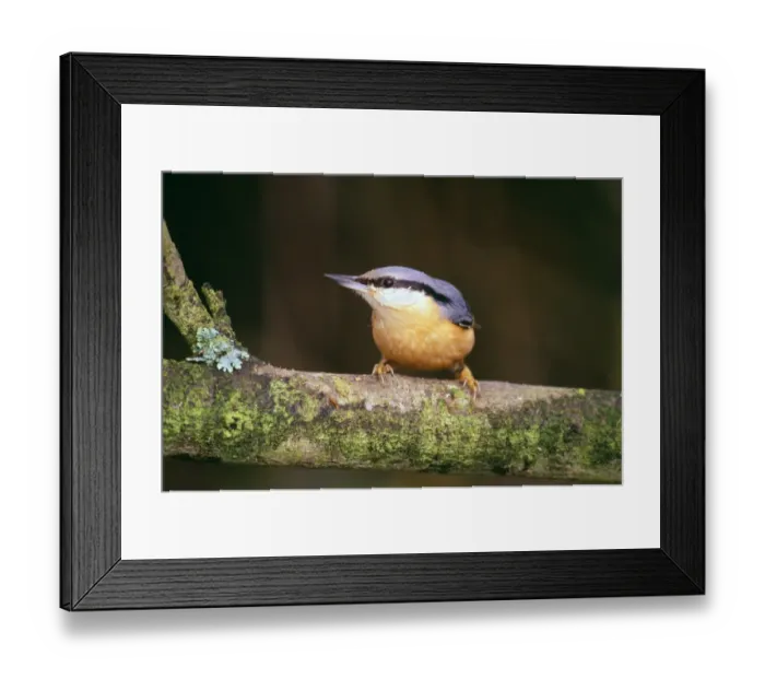 Framed Print : Nuthatch, sitta europea, Kent, UK Framed Print : Nuthatch, sitta europea, Kent, UK