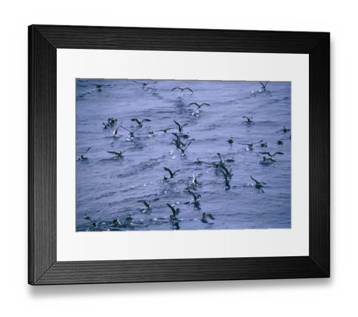 Framed Print : Flock of Great Shearwaters, Puffinus gravis, Bay of Biscay, August Framed Print : Flock of Great Shearwaters, Puffinus gravis, Bay of Biscay, August