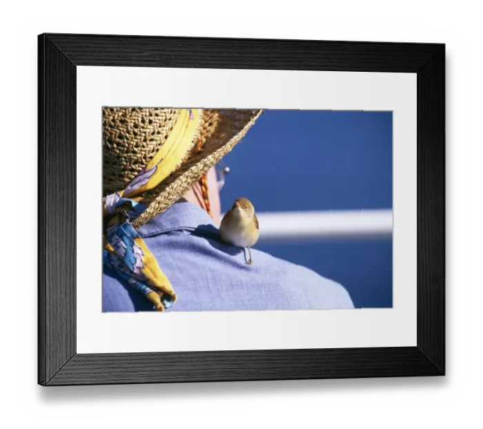Framed Print : Migrant Redd Warbler perched on passengers shoulder on P&O Ferry in Bay Of Biscay Framed Print : Migrant Redd Warbler perched on passengers shoulder on P&O Ferry in Bay Of Biscay