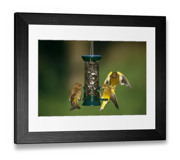 Framed Print : Greenfinches, Carduelis chloris, feeding on black sunflowers at garden feeder, Kent, UK Framed Print : Greenfinches, Carduelis chloris, feeding on black sunflowers at garden feeder, Kent, UK
