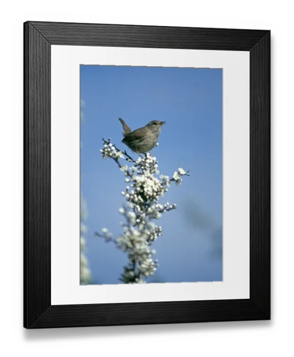 Framed Print : Wren, Troglodytes troglodytes, in song, Kent, UK, spring Framed Print : Wren, Troglodytes troglodytes, in song, Kent, UK, spring