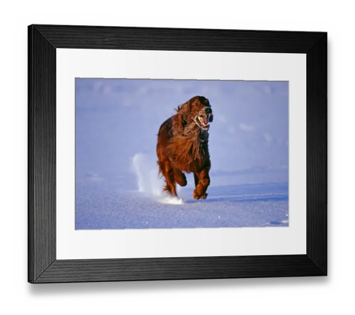 Framed Print : Red Setter running across frozen lake, Finland, winter Framed Print : Red Setter running across frozen lake, Finland, winter