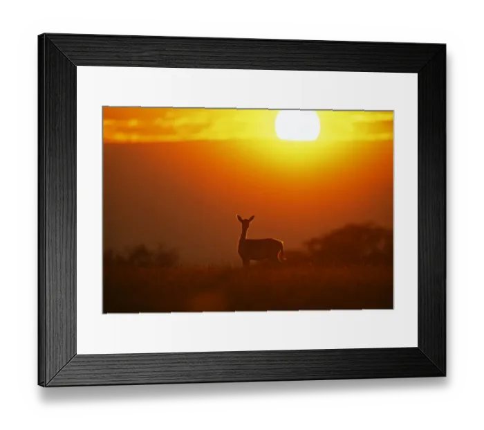 Framed Print : Fallow Deer, Dama dama, doe at sunset, New Forest, Hampshire, UK Framed Print : Fallow Deer, Dama dama, doe at sunset, New Forest, Hampshire, UK