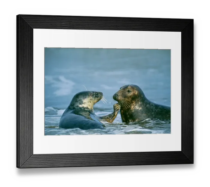 Framed Print : Grey Seals, (Halichoerus gryphus) resting in the surf, Lincolnshire, UK, winter Framed Print : Grey Seals, (Halichoerus gryphus) resting in the surf, Lincolnshire, UK, winter