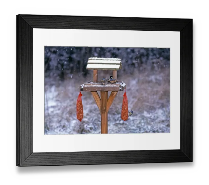 Framed Print : Garden birds including Nuthatch and Blue Tits on bird table in winter, Kent, UK Framed Print : Garden birds including Nuthatch and Blue Tits on bird table in winter, Kent, UK