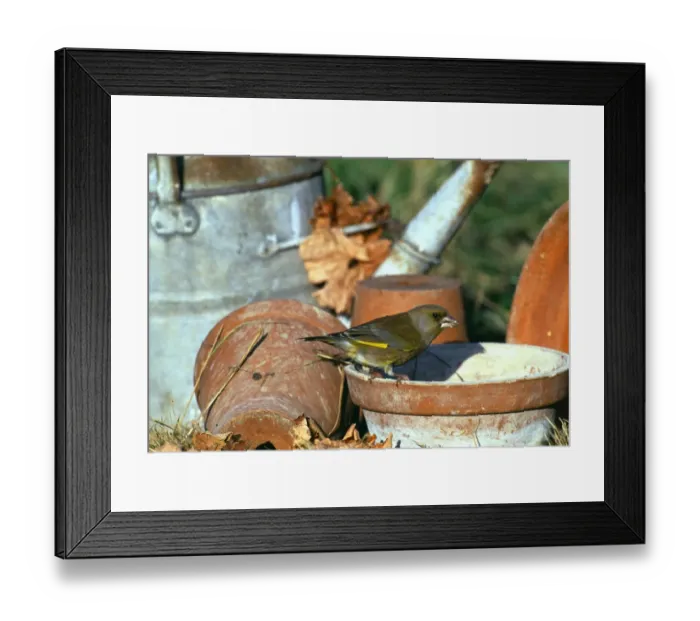 Framed Print : Greenfinch, Carduelis chloris, on plant pot in garden, Kent, UK, winter Framed Print : Greenfinch, Carduelis chloris, on plant pot in garden, Kent, UK, winter