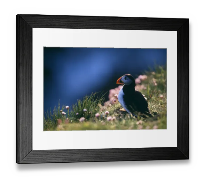 Framed Print : Puffin, Fratercula artctica, on cliff top, Hermaness, Shetland, June Framed Print : Puffin, Fratercula artctica, on cliff top, Hermaness, Shetland, June