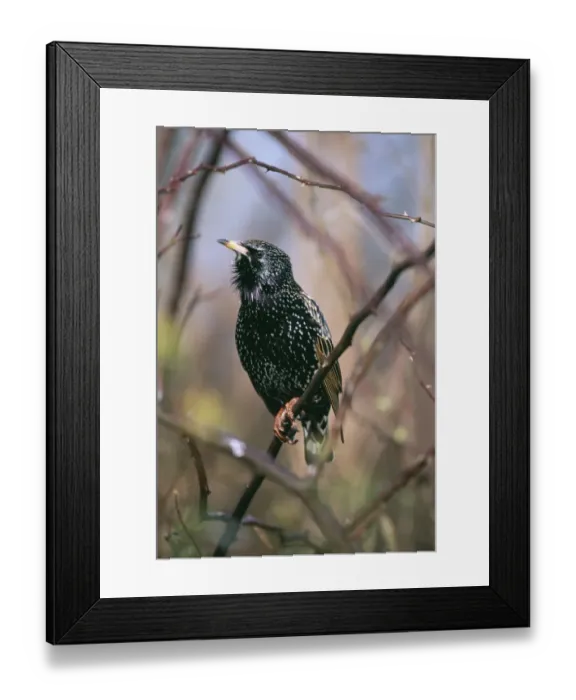 Framed Print : Starling, Sturnus vulgaris, adult in winter, UK Framed Print : Starling, Sturnus vulgaris, adult in winter, UK