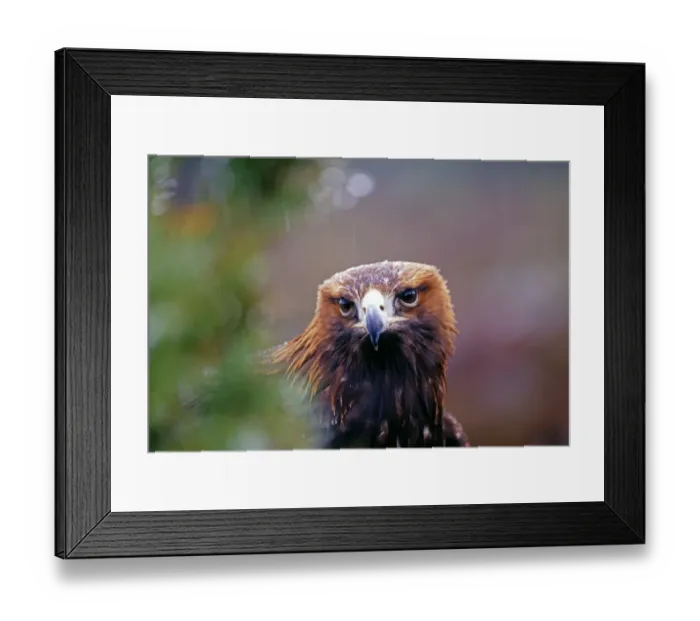 Framed Print : Golden Eagle, Aquila chrysaetos, Scotland, winter Framed Print : Golden Eagle, Aquila chrysaetos, Scotland, winter