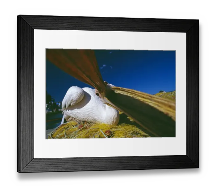 Framed Print : White Pelican, Pelecanus onocrotalus, wild bird, Lesbos, Greek Islands Framed Print : White Pelican, Pelecanus onocrotalus, wild bird, Lesbos, Greek Islands