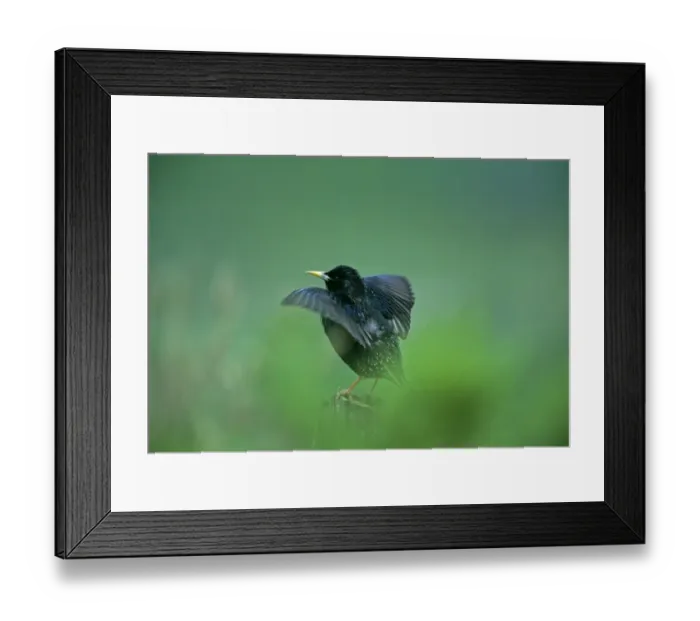 Framed Print : Starling, Sturnus vulagaris, displaying on post, close to nesting colony, Shetland Framed Print : Starling, Sturnus vulagaris, displaying on post, close to nesting colony, Shetland