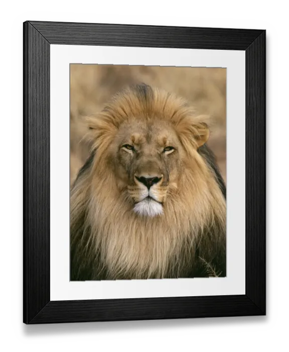 Framed Print : Lion, Panthera leo, male, S. Africa Framed Print : Lion, Panthera leo, male, S. Africa