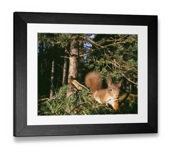 Framed Print : Red Squirrel, Sciurus vulgaris, Cairngorm National Park, Strathspey, Scottish Highlands Framed Print : Red Squirrel, Sciurus vulgaris, Cairngorm National Park, Strathspey, Scottish Highlands