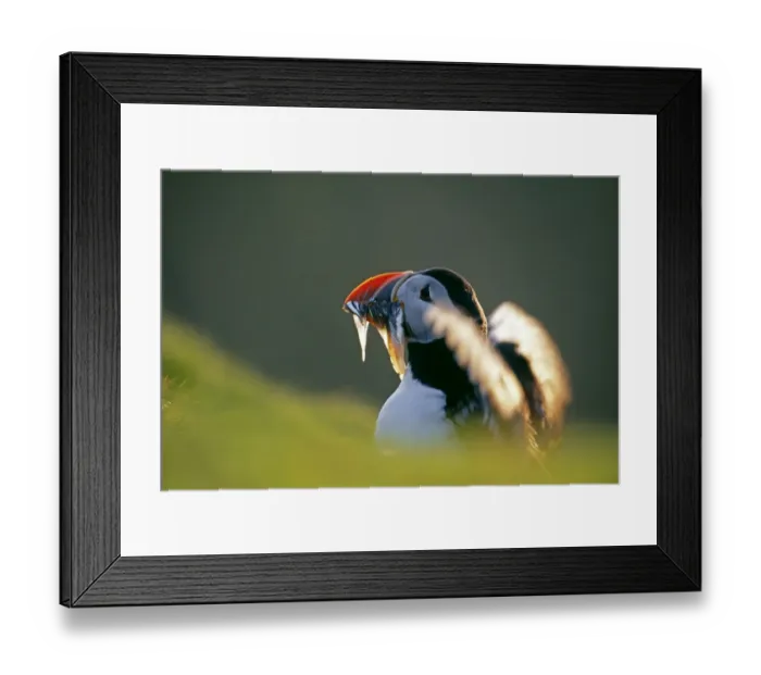 Framed Print : Puffin, Fratercula arctica, with beakful of sandeels, Shetland, Scotland, June Framed Print : Puffin, Fratercula arctica, with beakful of sandeels, Shetland, Scotland, June