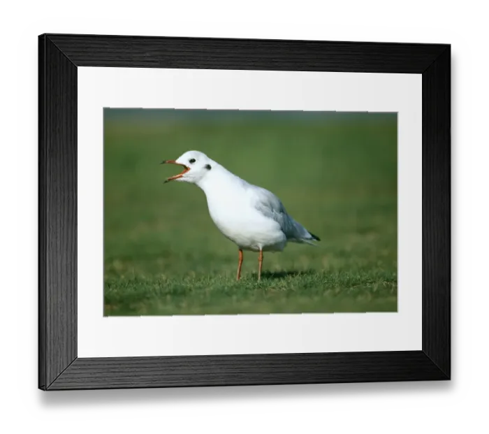 Framed Print : Black-headed Gull, Risa tridactyla, calling (non-breeding plumage), Kent, UK, January Framed Print : Black-headed Gull, Risa tridactyla, calling (non-breeding plumage), Kent, UK, January