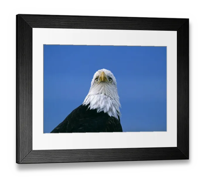 Framed Print : Bald Eagle, Haliaeetus leucocephalus, Alaska, USA Framed Print : Bald Eagle, Haliaeetus leucocephalus, Alaska, USA