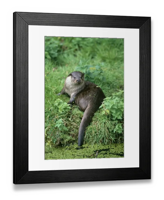 Framed Print : Otter, Lutra lutra, UK, summer (C) Framed Print : Otter, Lutra lutra, UK, summer (C)
