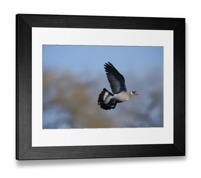 Framed Print : Wood Pigeon UK winter Framed Print : Wood Pigeon UK winter