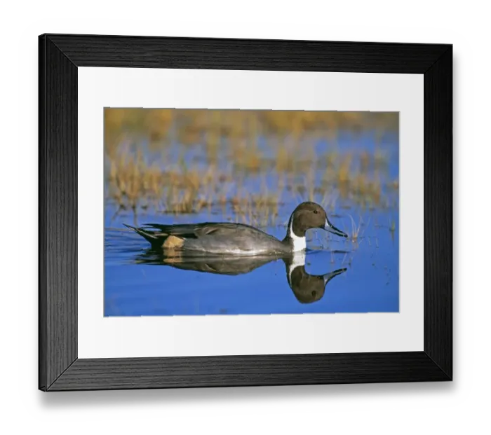 Framed Print : Pintail, Anas acuta, male, UK, winter Framed Print : Pintail, Anas acuta, male, UK, winter