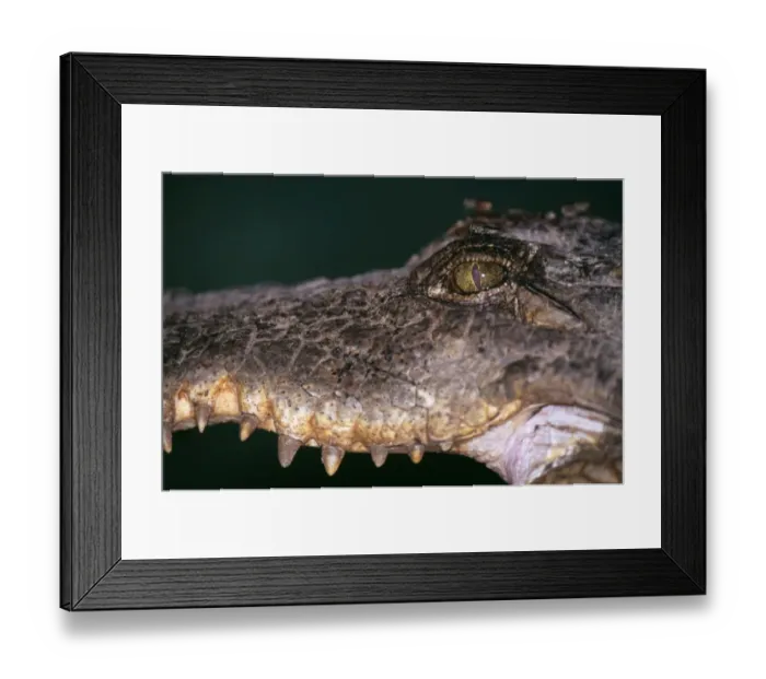 Framed Print : Nile Crocodile Gambia Africa Framed Print : Nile Crocodile Gambia Africa