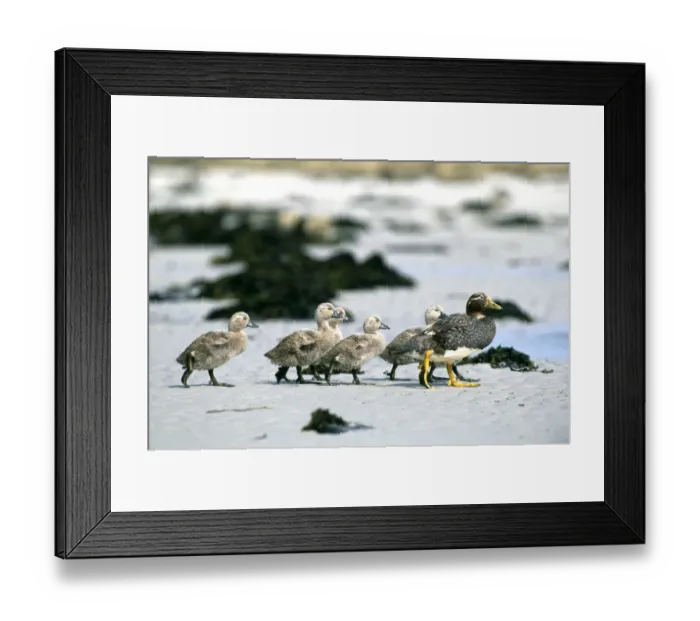 Framed Print : Falkland Steamer Duck, Tachyeres brachypterus, female, leading chicks down to the sea Framed Print : Falkland Steamer Duck, Tachyeres brachypterus, female, leading chicks down to the sea