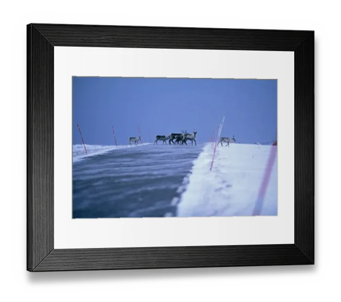 Framed Print : Reindeer, Rangifer tarandus, walking across the road, Varanger, Arctic Norway, winter Framed Print : Reindeer, Rangifer tarandus, walking across the road, Varanger, Arctic Norway, winter