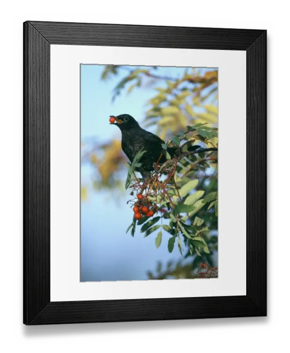 Framed Print : Blackbird, Turdus merula, male feeding on rowan berries, Scotland, autumn Framed Print : Blackbird, Turdus merula, male feeding on rowan berries, Scotland, autumn