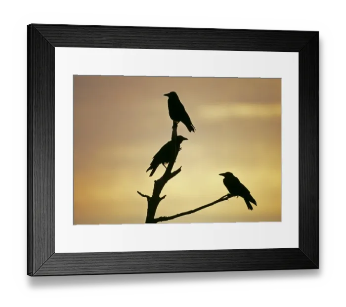 Framed Print : Carrion Crows, Corvus corone, silhouetted at dawn, Kent, UK Framed Print : Carrion Crows, Corvus corone, silhouetted at dawn, Kent, UK