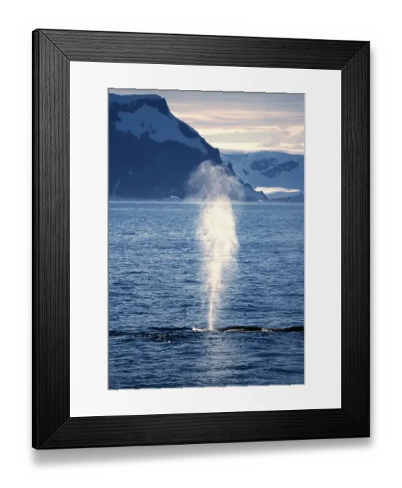 Framed Print : Humpback Whale exhaling, Antarctic Peninsula Framed Print : Humpback Whale exhaling, Antarctic Peninsula