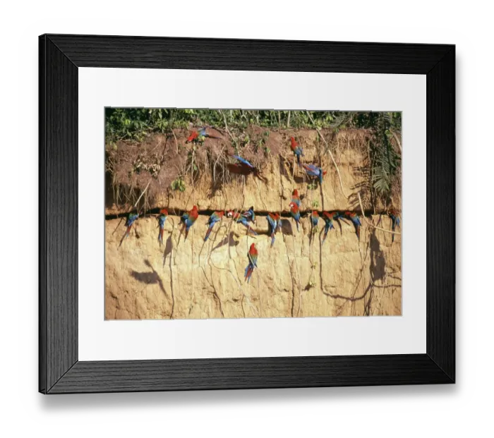 Framed Print : Red and Green Macaws at clay lick, Manu, Peru Framed Print : Red and Green Macaws at clay lick, Manu, Peru