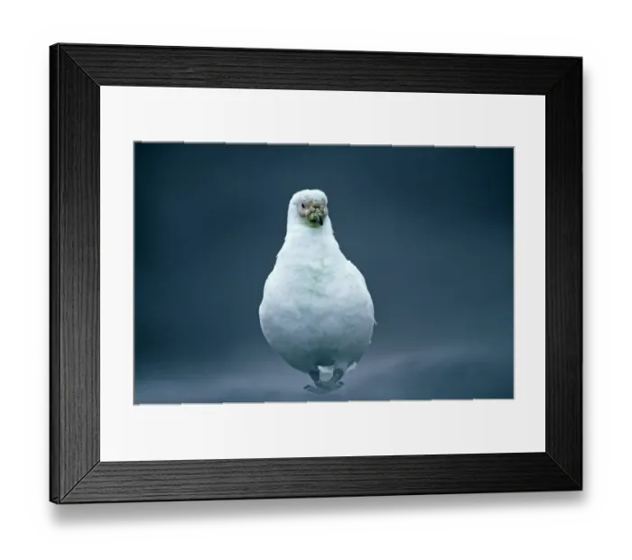 Framed Print : Pale-faced Sheathbill, Chionis alba, Antarctic Peninsula, Antarctica, January Framed Print : Pale-faced Sheathbill, Chionis alba, Antarctic Peninsula, Antarctica, January