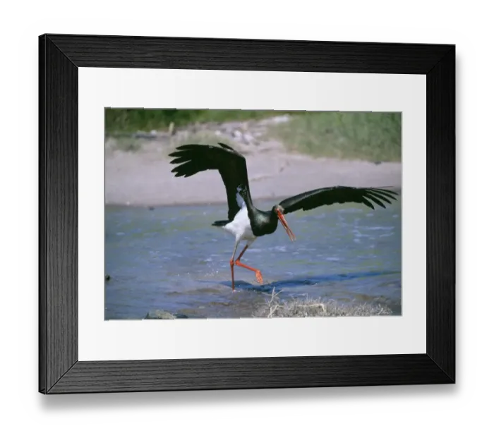 Framed Print : Black Stork, Ciconia nigra, hunting fish in shallows, migrant on Lesvos, Greek Islands Framed Print : Black Stork, Ciconia nigra, hunting fish in shallows, migrant on Lesvos, Greek Islands