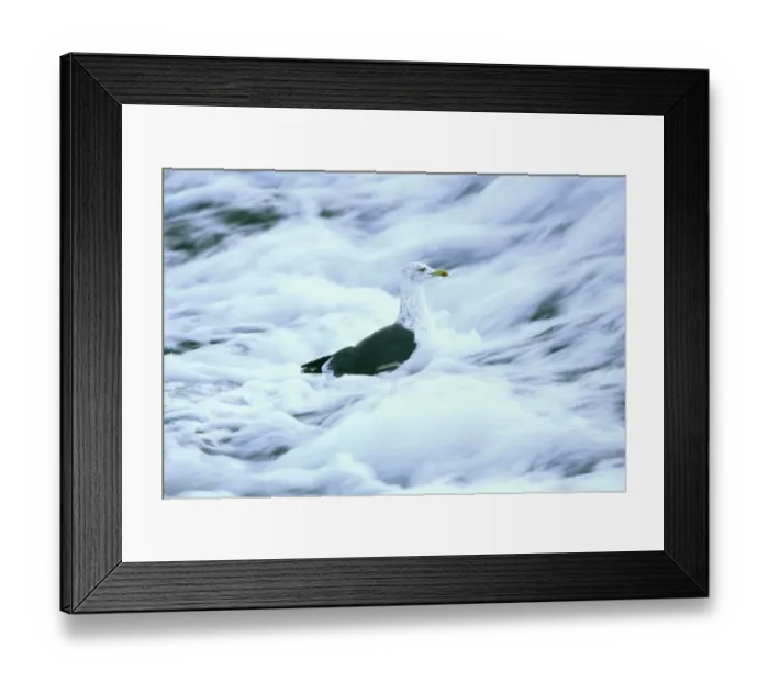 Framed Print : Lesser Black-backed Gull, Larus fuscus, in winter plumage, feeding on weir, Dumfries Framed Print : Lesser Black-backed Gull, Larus fuscus, in winter plumage, feeding on weir, Dumfries